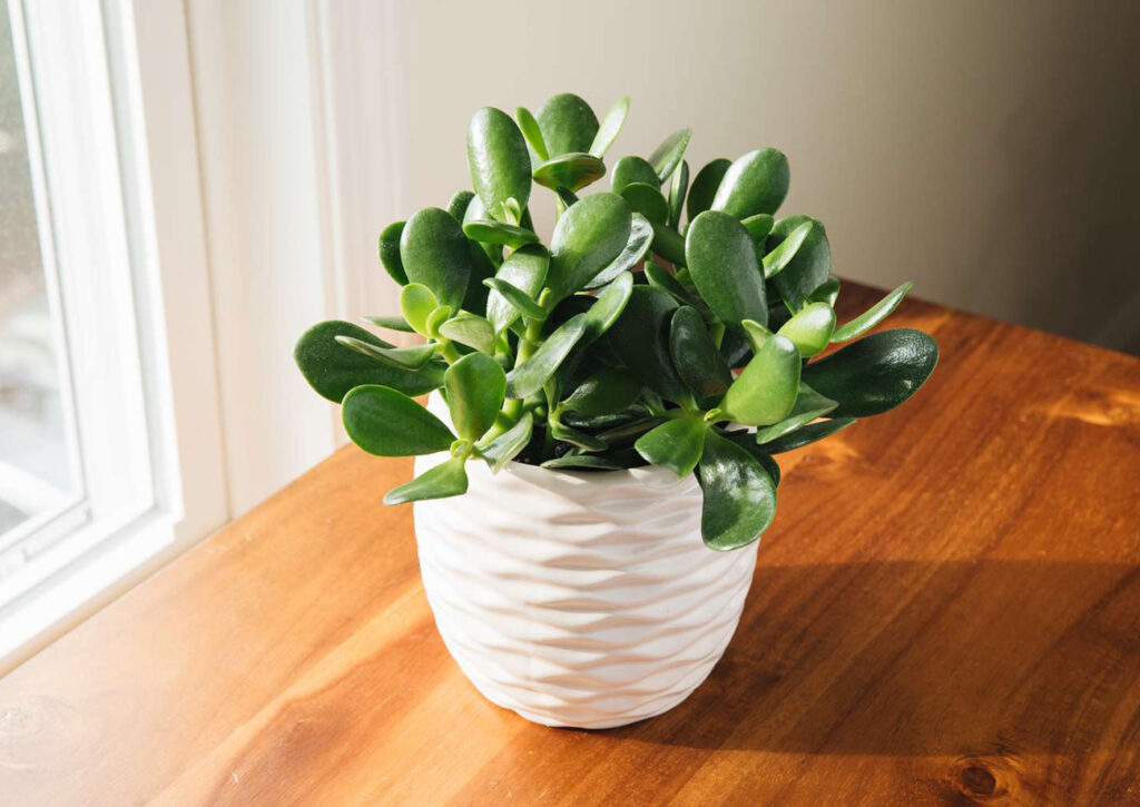table plant